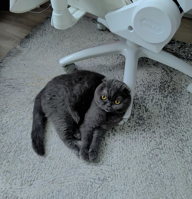 К-котовторник