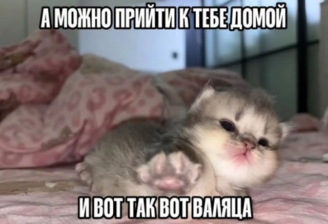 Картинки для деградации 303 (разной степени свежести)