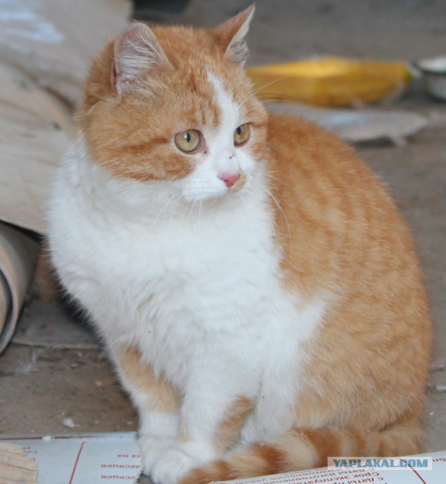 Котовторник 4.02.2014