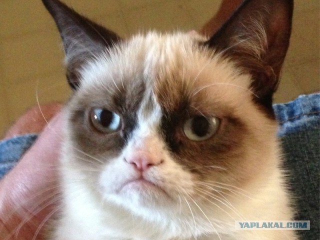 Породы кошек. Часть 2