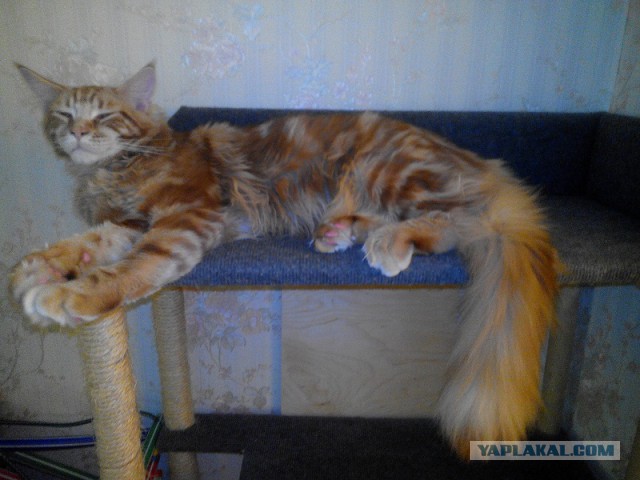 Котовторник 29.04.14.