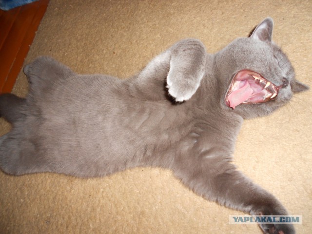 А у тебя есть фото твоей зевающей котейки ?