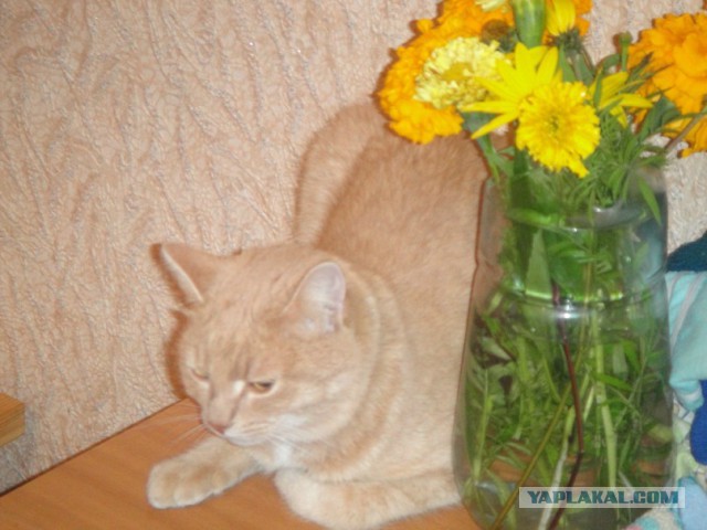 Котовторник 12.08.2014