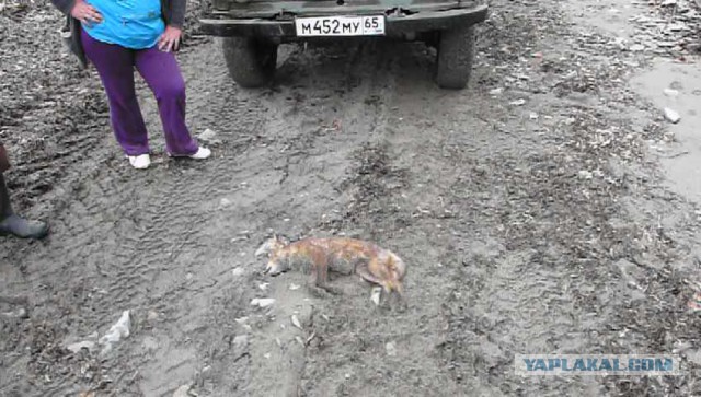 Малая Родина. Сахалин...