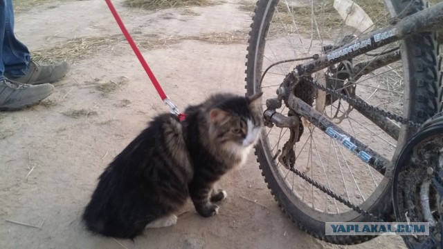 Котовторник 09.09.2014