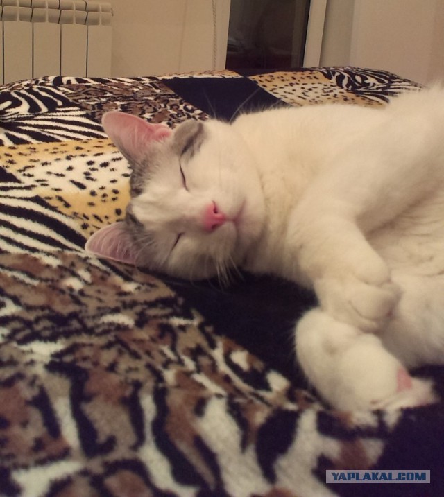 Котовторник 25.11.2014