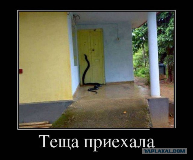 Весёлые картинки