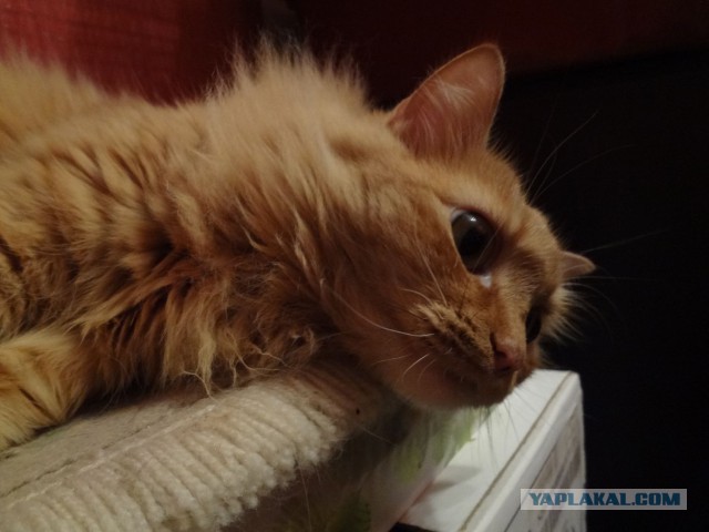 Котовторник 16.12.2014