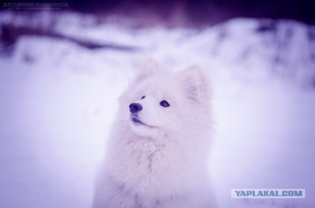 Самоедская лайка