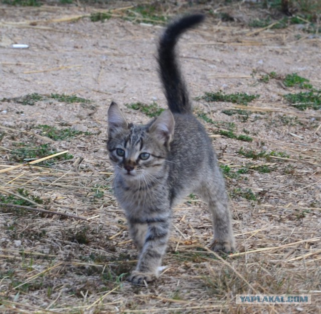 Котовторник