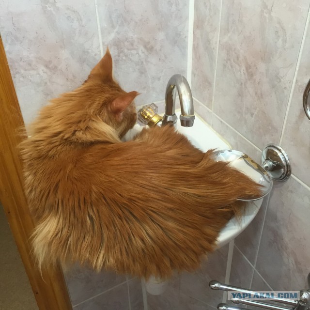 Котовторник 11.08.2015