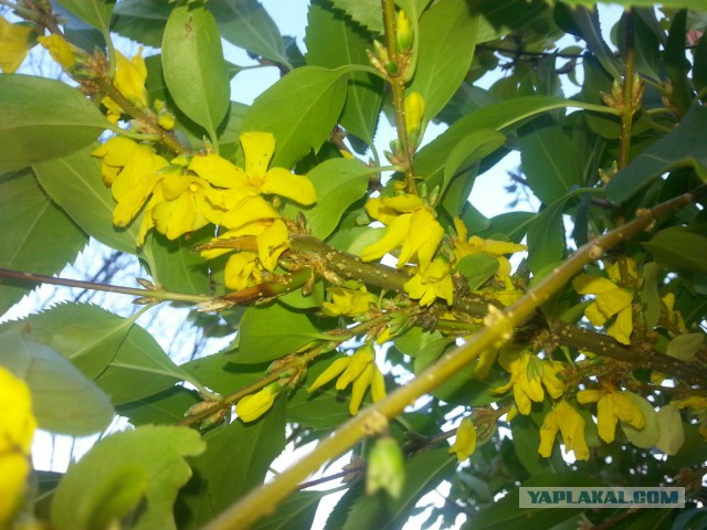 Владивосток в глазах французских журналистов