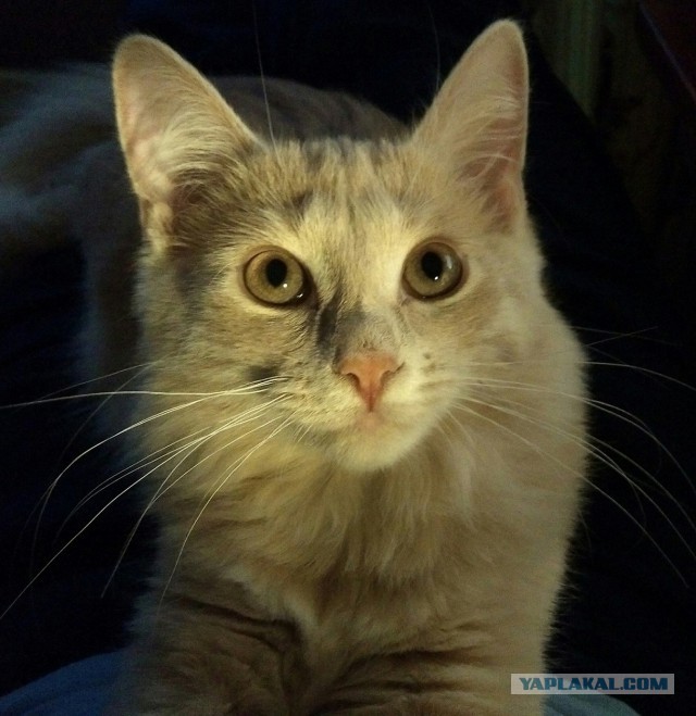 Котовторник