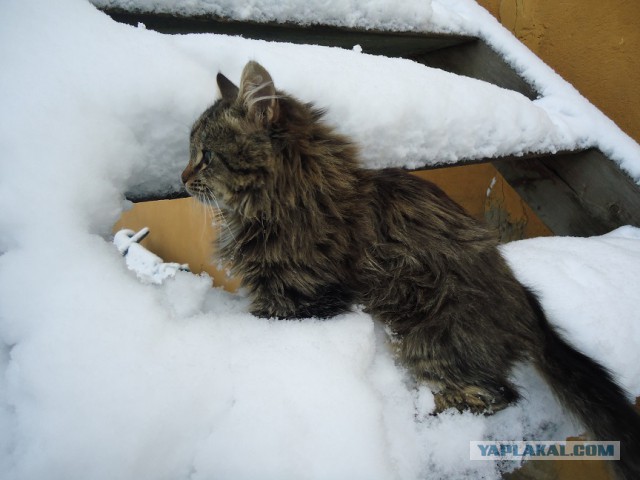 Мой личный котоленд 4