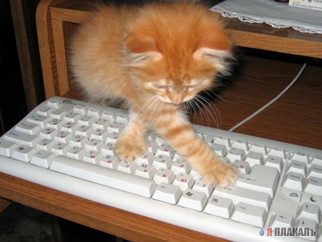 Коты, кошки, котята