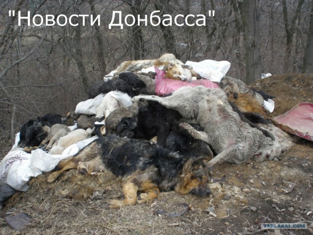 Догхантер