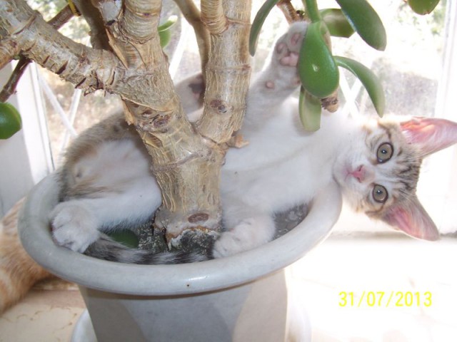 Котовторник 22.03.2016