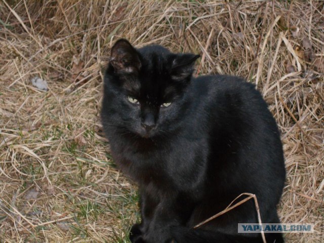 Жизнь домашнего приюта для котеек 107