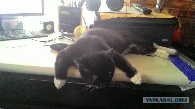 Котовторник 05.07.16