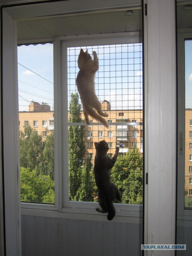 Когда два кота