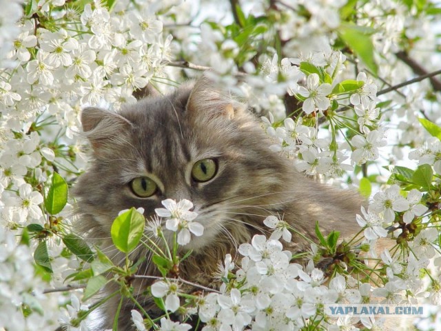 Раз уж наступил Котовторник, то вот мои кошаки.