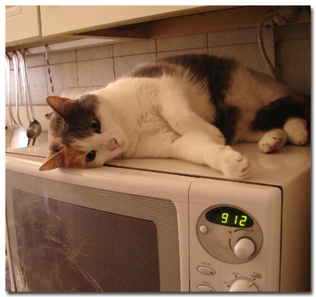Коты из сети