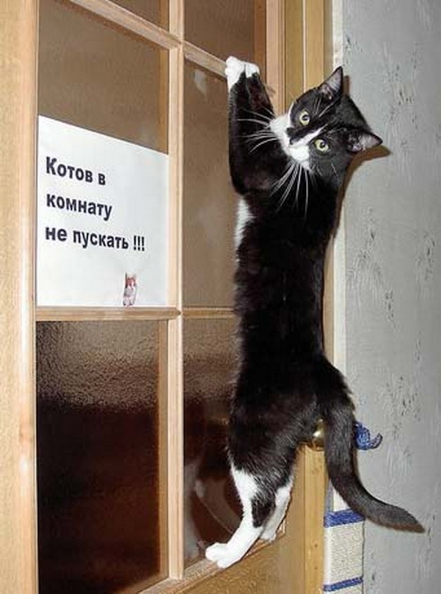Коты из сети
