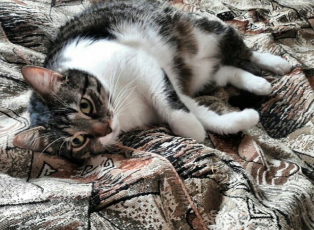 Котовторник 21.02.2017