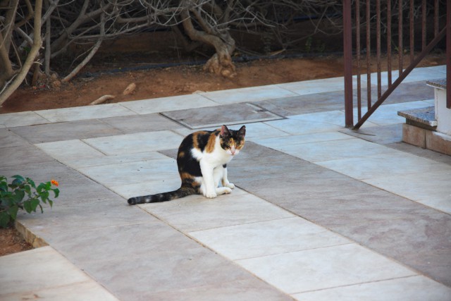 Котовторник 28.02.2017
