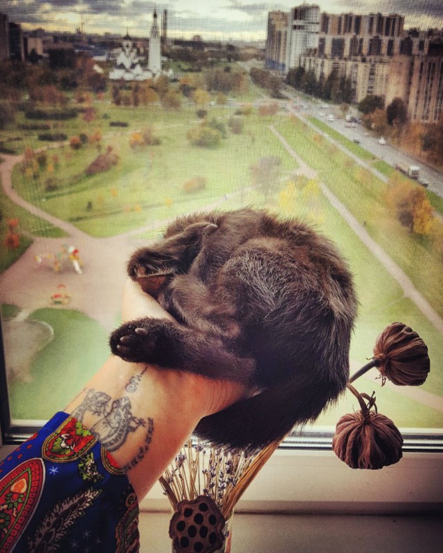 Коты и Кошки