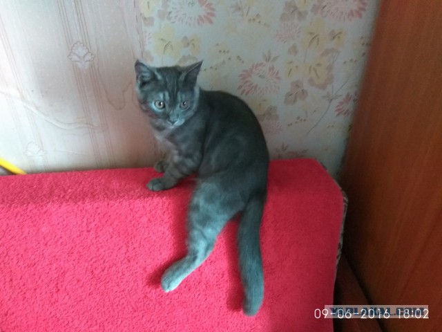Котовторник 18.07.2017