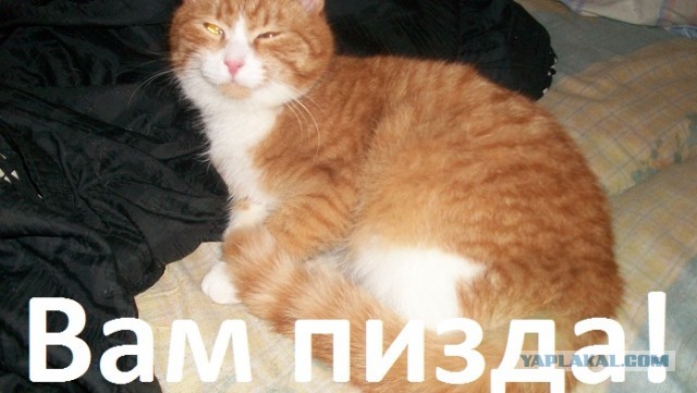 Выкинутый на улицу кот нашел свой дом.