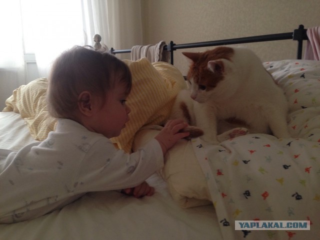 Котовторник