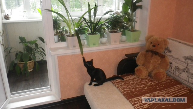 Котовторник 20.02.18