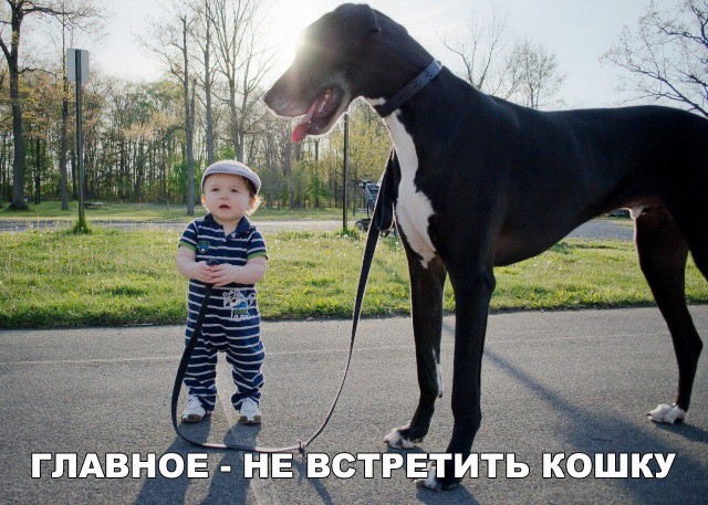 Живность из сети