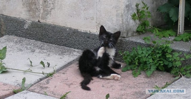 Котовторник  на  ЯПлакалъ