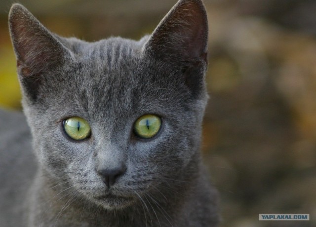 Котовторник на ЯПлакалъ