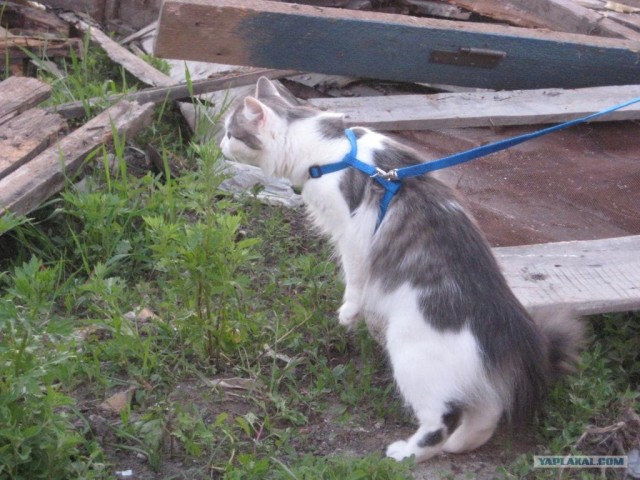 Котовторник на ЯПе (21.04.2009)