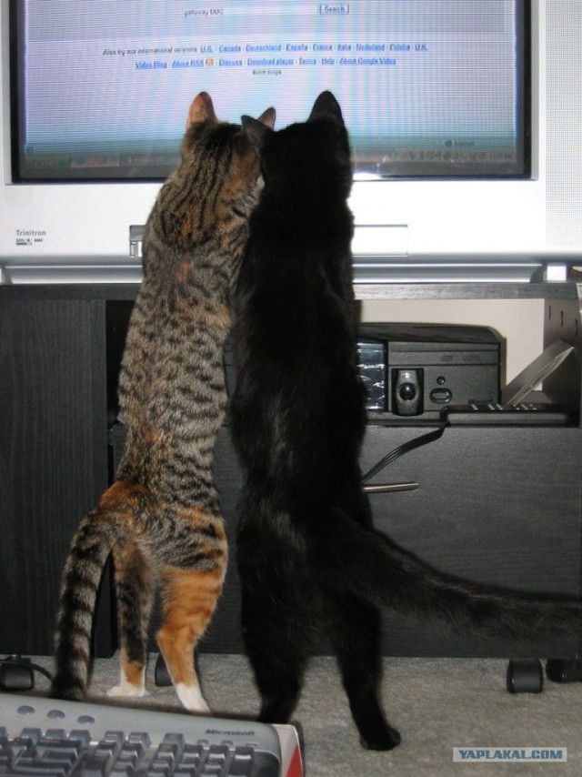 Коты и ТВ