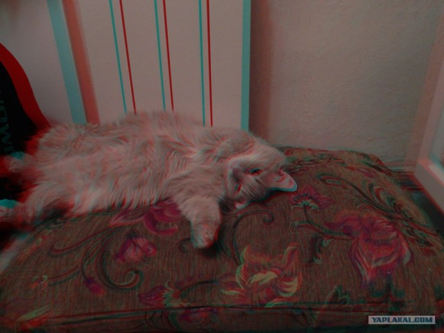 Как же можно про котовторник забыть?!