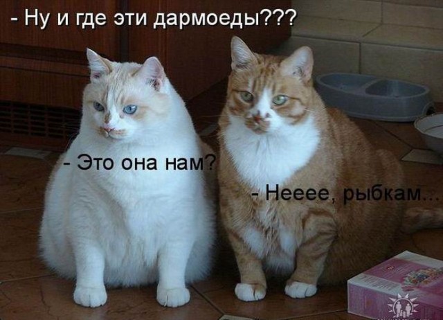 Котовторник 15.02.2011