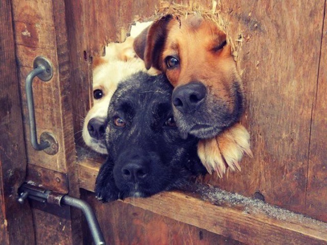 Милые животные. Мимиметр сломался