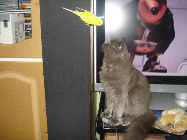 Сонный Котовторник