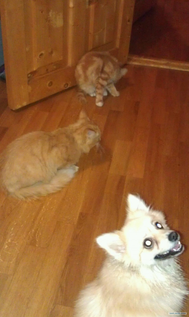 Котовторник так котовторник!