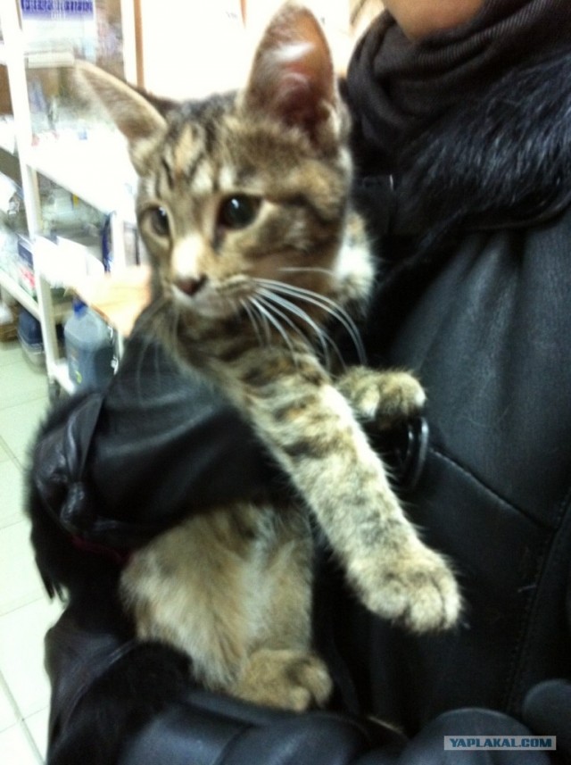 Котовторник 22.11.11