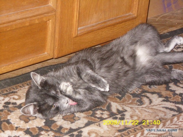 Котовторник 27.12.11