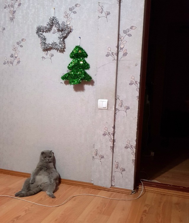 Прикольных котов пост