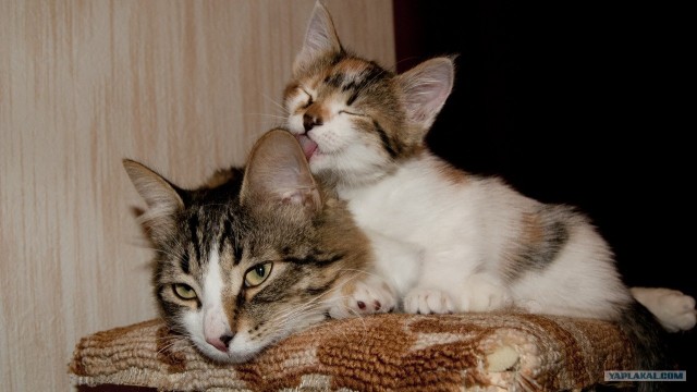 Котовторник (10.01.2012)