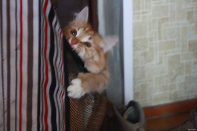 Котовторник (24. 01. 2012 )