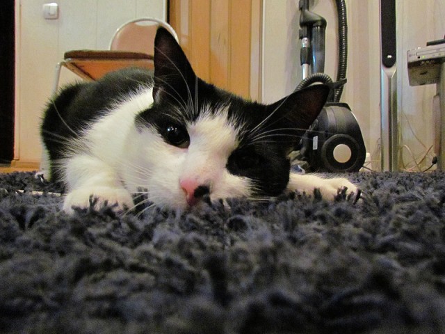 Котовторник (14.02.2012)